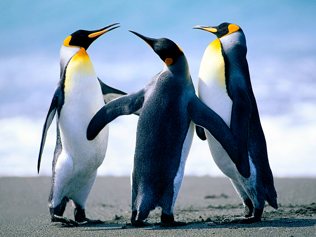 Wildlife.wmv