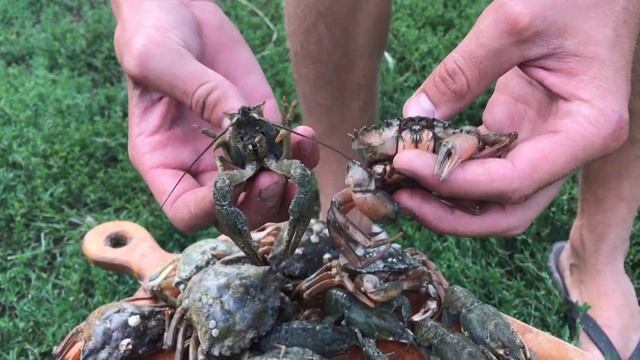 Как приготовить Раков/ Крабов смотреть онлайн