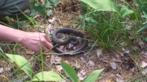 Уж притворяется мертвым