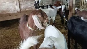 НАШУ КОРОВКУ КТО ТО КУСАЕТ