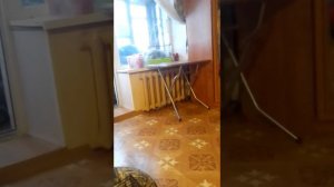 Кролика ударило током. Ужас. Бедный кролик.