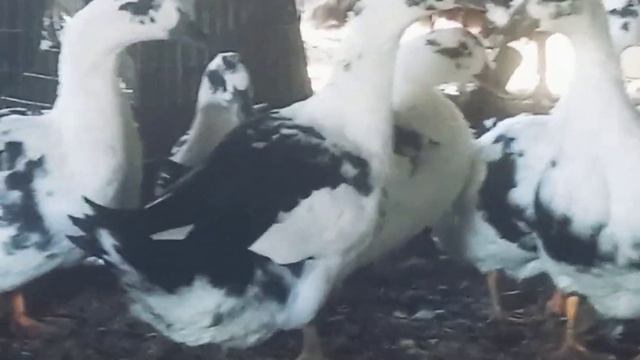 Утки Черно-пестрая порода смотреть онлайн