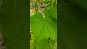 подкормка томатов борной кислотой и йодом! будем спасать