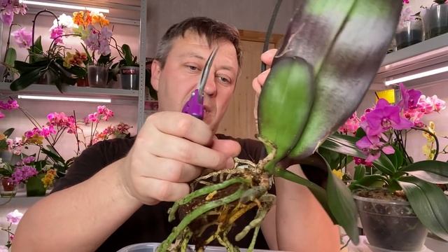 пересадка ОРХИДЕИ Каменная Роза и ДЕНЬГИ на ВЕТЕР ЦИОН для орхидей? смотреть онлайн