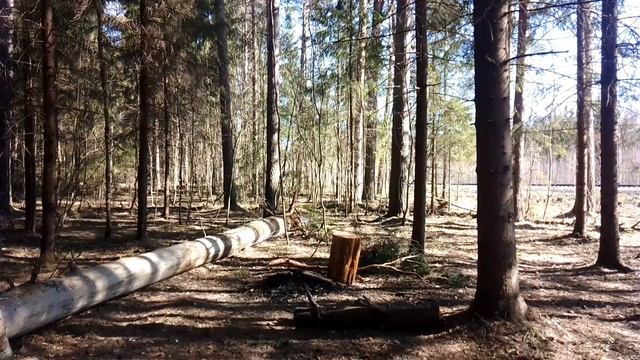 В весеннем лесу. ч.4. Апрель 2023