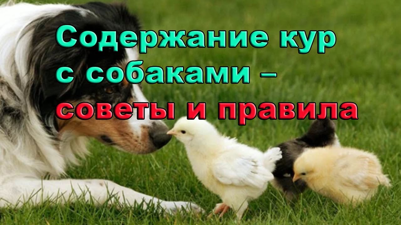 Содержание кур с собаками – советы и правила