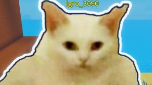 Морфы котиков😺😺😺