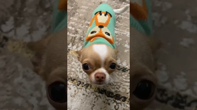 Собачка всем спокойной ночи  #chihuahua #dog #cобаки #cane #dogvideo #치와와 #チワワ #犬 #狗