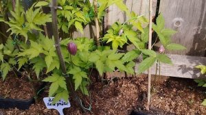 Княжик Purple Surprise, посадочный материал