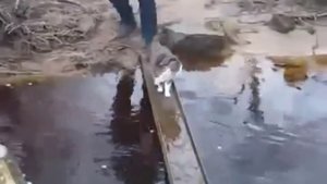 НАД КОТОМ СМЕЯЛАСЬ ДОЛГО)))