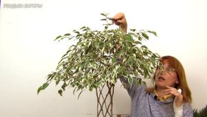 Плоское плетение фикуса Бенджамина (ч.4).