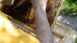 Перенос личинок китайским шпателем