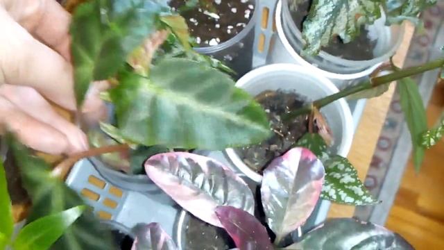 КОМНАТНЫЕ ЦВЕТЫ.ИЗЛИШКИ КОМНАТНЫХ РАСТЕНИЙ.ЦВЕТОЧНЫЙ МИКС. ЧАСТЬ 1.