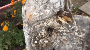 Побелка деревьев осенью. Очень важно!