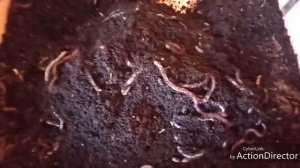 Дендробена прошёл месяц накидала коконы. Меняю субстрат