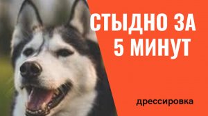 Команда "стыдно" за 5 минут.