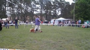 малый шпиц Серпухов (23,05,2015г) Эксперт Михаил Кремнев