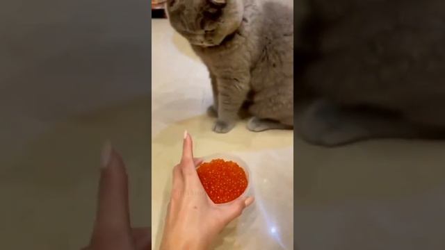 Русская кошка и шарлатанец #котики #шотландец