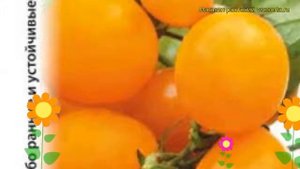 Томат Золотой самородок. Краткий обзор, описание характеристик solánum lycopérsicum