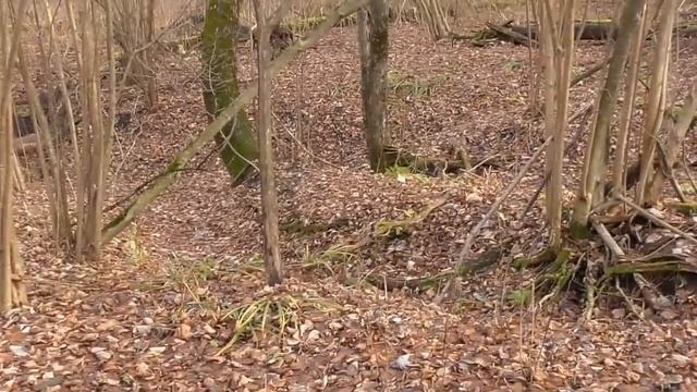 Грибы еще растут! Начало ноября. смотреть онлайн