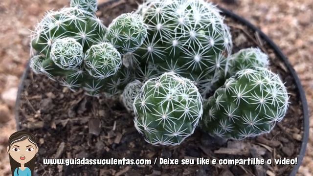 Mammillaria Gracilis: Guia Completo Deste Cacto смотреть онлайн