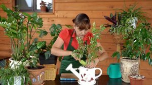 Как подготовить комнатные растения к отпуску