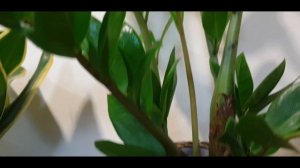 VloggerSallu|ZZ plant Growth|indoor plants|Dubai indoor plants|Gardening|Dubai Vlog