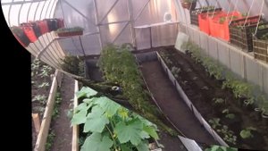 Как расположить грядки в теплице