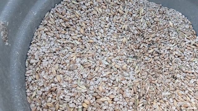 Чем кормлю Фазанов зимой? смотреть онлайн