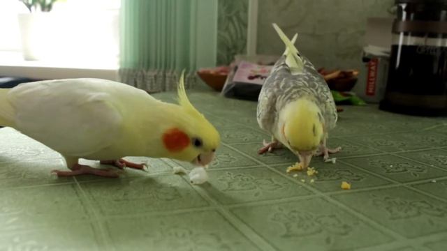 Кореллы едят варёное яйцо / Cockatiels Eating Boiled Eggs