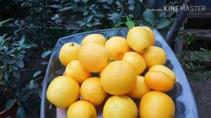 Кумкват Фукуши. Changshou Kumquat (Fortunella obovata ‘Fukushu’)
