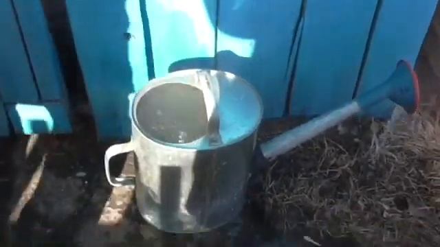 Поливаем смородину кипятком. Смородина-источник витамина С. смотреть онлайн