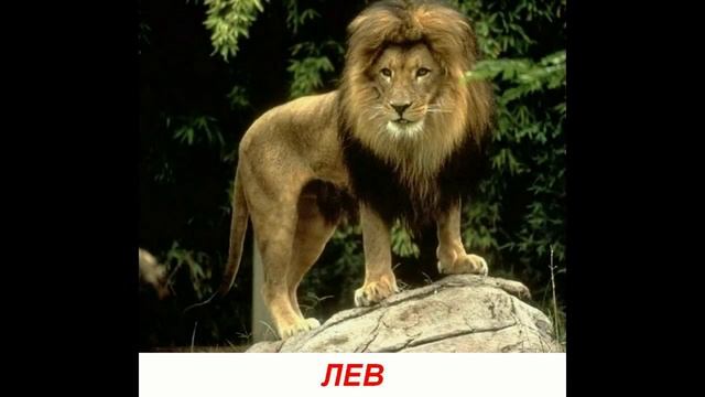 Голоса диких животных для детей. Развивалки 