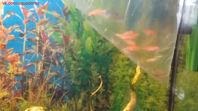 Купил новых рыб в Аквариум / Bought a new fish in the Aquarium / Запуск Рыб смотреть онлайн