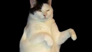 Cat im a Kitty Cat song