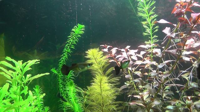 Перлинг завораживает... смотреть онлайн