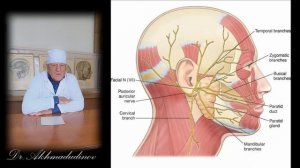 Голова Часть 4 Кровоснабжение, иннервация (проф.Ахмадудинов М.Г.)