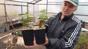 Ежевика в горшках