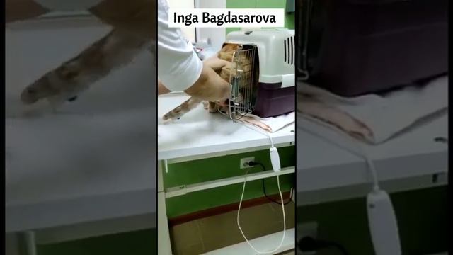 История одного бездомного, очень жизнелюбимого котика. Клаус с набережной, или просто Коля! ❤ смотреть онлайн