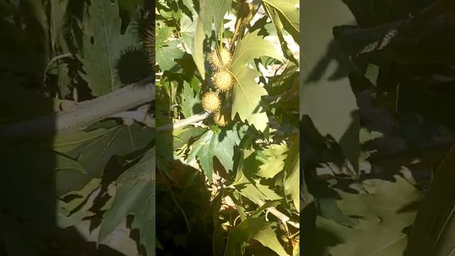 Турецкий тополь. Тополиные шишки?. #shorts смотреть онлайн