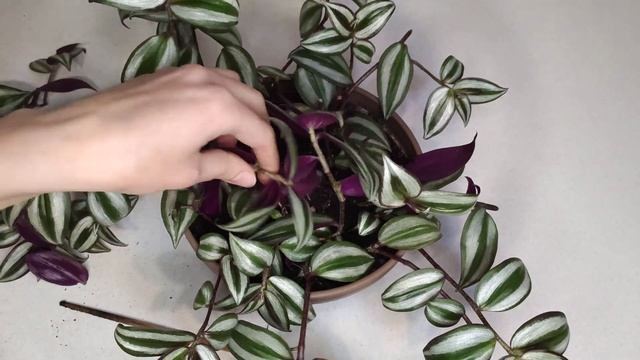 Как распушить традесканцию Часть2. Традесканция спустя 2 месяца. Как вырастить пушистую традесканци