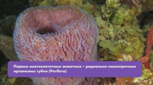 Эволюционное развитие животного мира на Земле