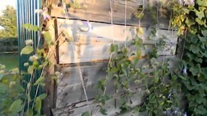 Многолетние лианы для дачи Клематисы Лимонник Жимолость каприфоль Луносемянник...