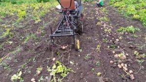 Картофелекопалка к минитрактору в работе.