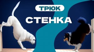 Учим трюк СТЕНКА с собакой - эта команда: поставь задние лапы на стенку