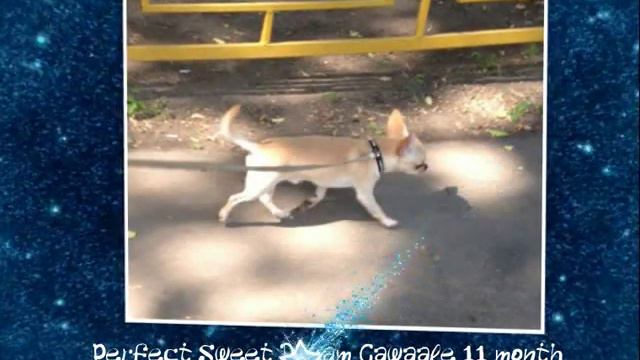 Chihuahua Kennel Amber Spark смотреть онлайн