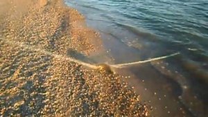 Сетка на резиновом амортизаторе-запрещенная снасть.