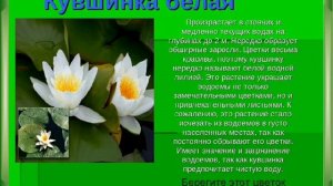 Редкие и охраняемые растения Красной книги