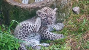 Детеныш трехлапой самки леопарда в Сочи начал изучать места обитания