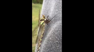 Стрекоза поймала осу